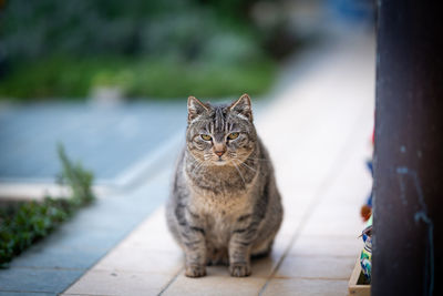 Portrait of cat sitting outdoors