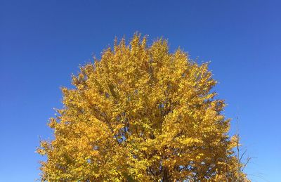 Low angle view of tree against clear blue sky