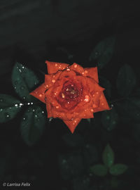 Close-up of wet red rose