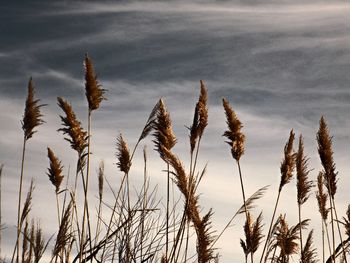 Close-up of plants against sky