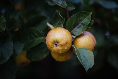 Close-up of fruits on tree