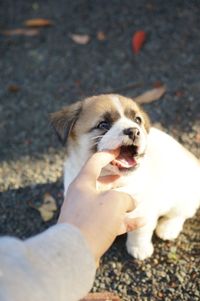 Cropped hand touching puppy