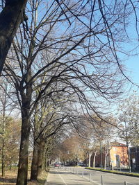 View of bare trees in city