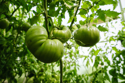 Ripening of tomato fruits among green foliage in a greenhouse on a summer day