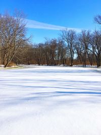 Trees on snow covered field against sky