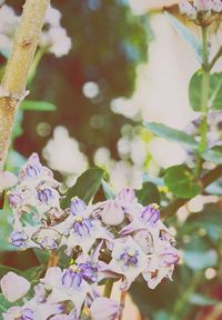 Close-up of pink and purple flowers on branch