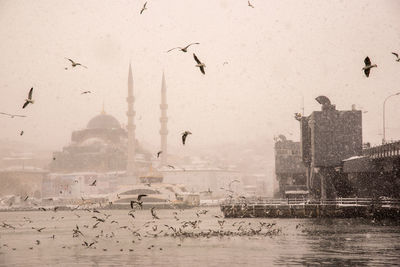 Seagulls flying in a building