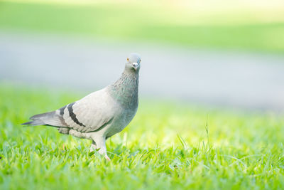 Close-up of pigeon on field