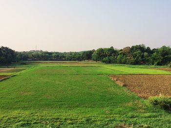 Scenic view of field against clear sky