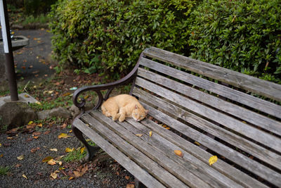 Cat sitting on bench in park