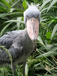 Close-up of shoebilled stork amidst plan