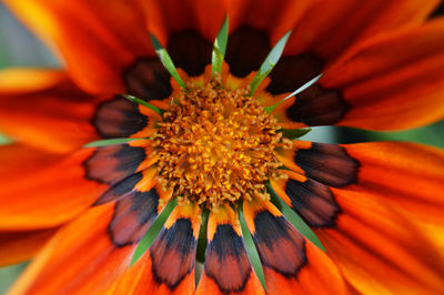 Extreme close up of flower