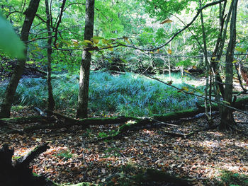 Trees growing in forest