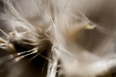 Close-up of plant against blurred background