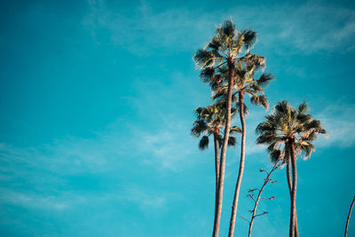 Low angle view of palm trees against blue sky