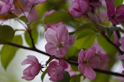 Close-up of pink flowers blooming outdoors