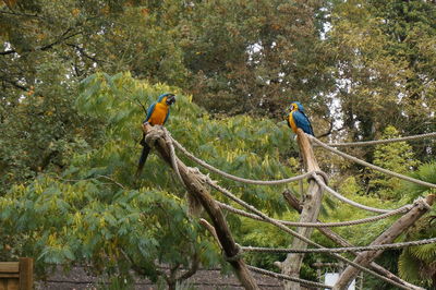 View of birds perching on tree in forest