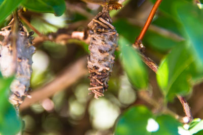 Close-up of insect on plant