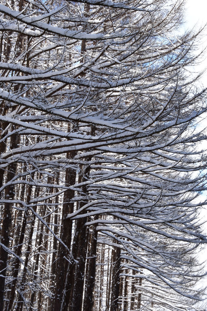 LOW ANGLE VIEW OF FROZEN BARE TREES ON SNOW COVERED LAND