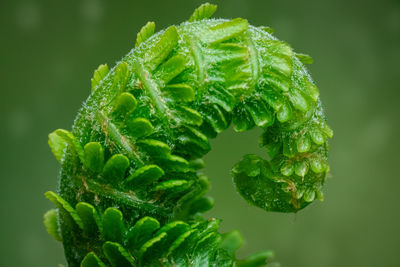 Close up of fern