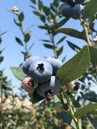 Close-up of berries growing on tree