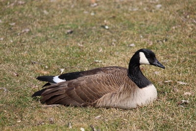 A Canadian