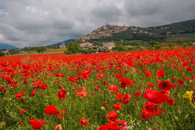 Panoramic view of trevi with a field of red poppies in umbria during spring season, italy