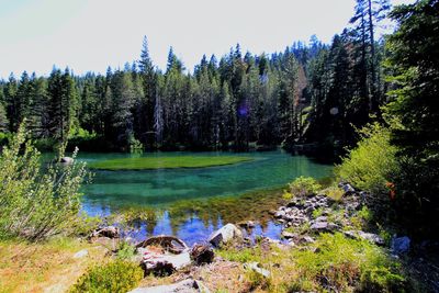 Scenic view of lake in forest