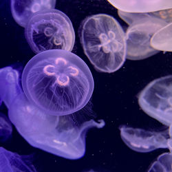 Close-up of jellyfish in an aquarium.