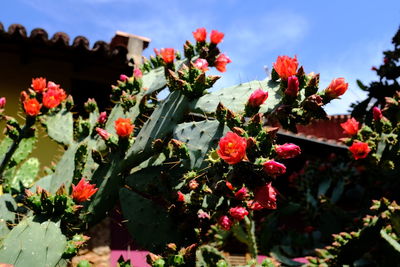 Close-up of red flowering plants against sky