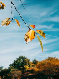 Close-up of autumnal leaves against sky