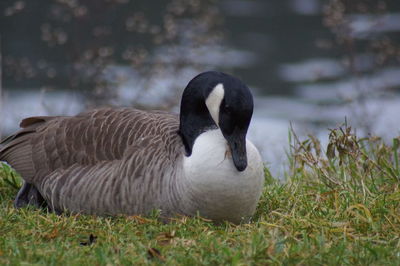 Close-up of duck on field