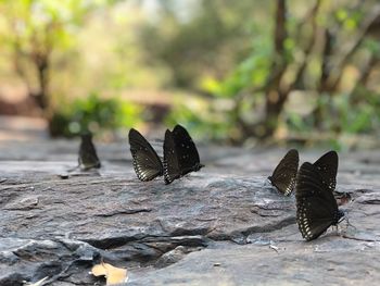 Close-up of butterfly