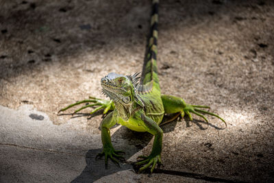 High angle view of lizard on rock