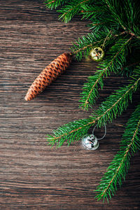 High angle view of pine tree