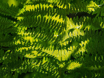 Full frame shot of yellow leaves