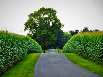 Scenic view of green landscape against clear sky