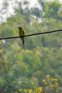 Bird perching on a tree