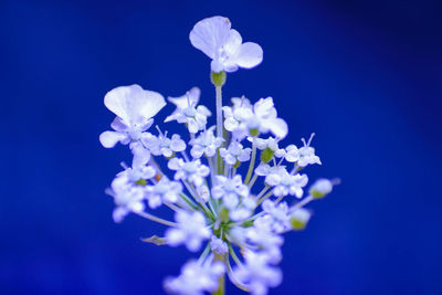 Close-up of white flowering plant against blue sky