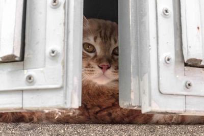 Close-up portrait of cat in door