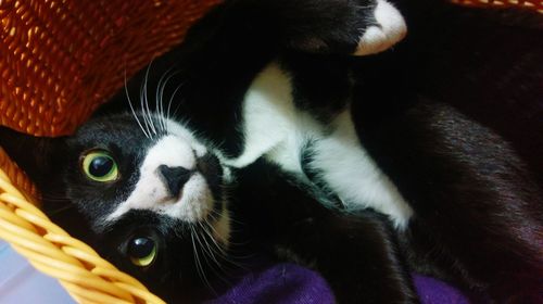 Close-up portrait of cat