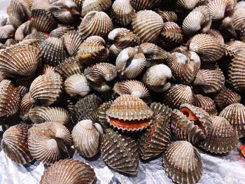 High angle view of clams on plastic