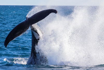 Humpback whale slapping its tail in sea, sea spray
