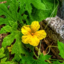 Close-up of yellow flowering plant