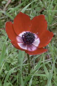 Close-up of red flower on field