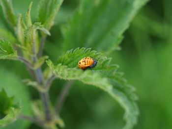 Close-up of ladybug on leaf