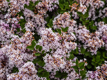 Close up to pink flowers 