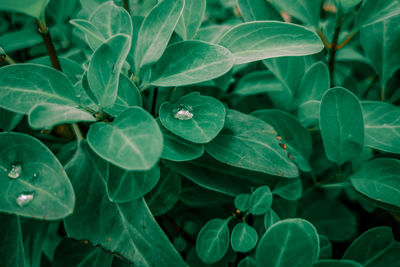 Close-up of plant leaves