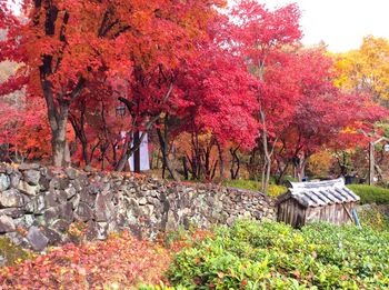 Trees and autumn leaves against sky