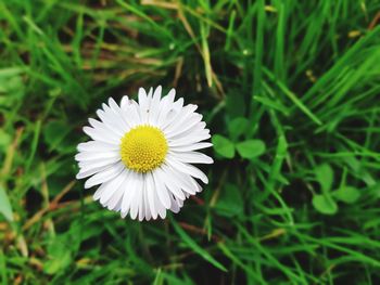 Close-up of white daisy flower